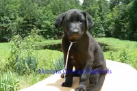 Snickerdoodle's Mr. Fiji White Sands, a male German Shepherd Dog for sale in Piedmont, MO – 3 of 6