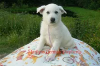 Strawberry's Miss Lavender Dusk, a female German Shepherd Dog for sale in Piedmont, MO – 2 of 6