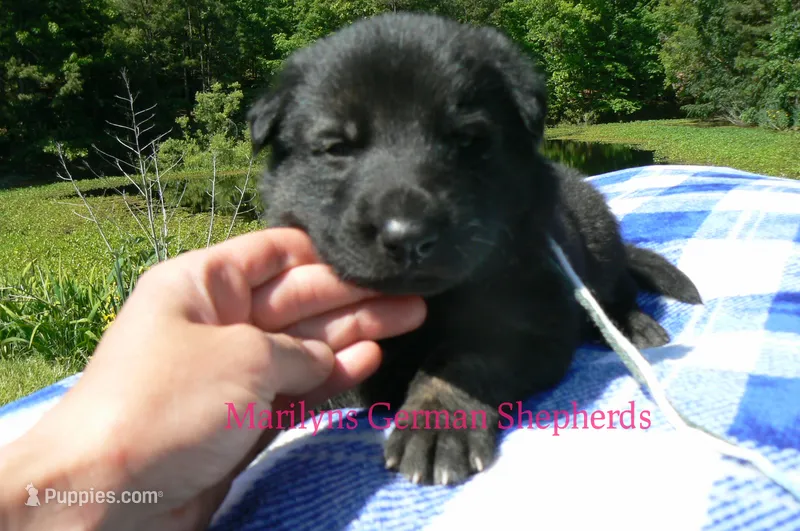 Lakeside Morning's Mr. At The Beach – German Shepherd Dog puppy for sale in Piedmont, MO
