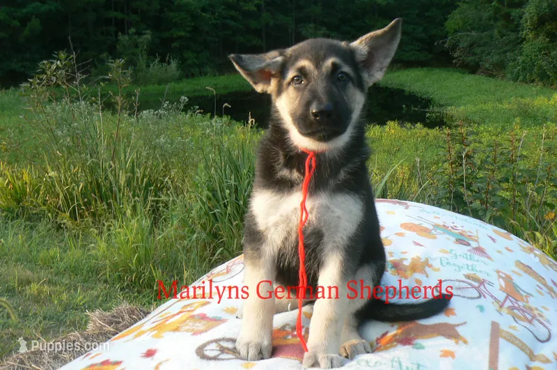 Strawberry's Miss Cranberry Harvest – German Shepherd Dog puppy for sale in Piedmont, MO