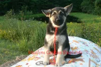 Strawberry's Miss Cranberry Harvest, a female German Shepherd Dog for sale in Piedmont, MO – 1 of 6