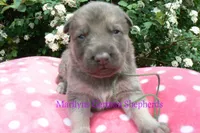 Foxy's Mr. Eucalyptus Spearmint, a male German Shepherd Dog for sale in Piedmont, MO – Photo 1 of 6