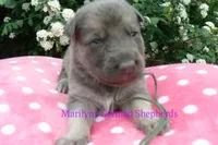 Foxy's Mr. Eucalyptus Spearmint, a male German Shepherd Dog for sale in Piedmont, MO – Photo 4 of 6