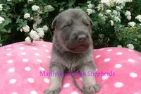 Foxy's Mr. Eucalyptus Spearmint, a male German Shepherd Dog for sale in Piedmont, MO – Photo 6 of 6