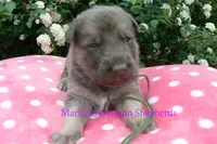 Foxy's Mr. Eucalyptus Spearmint, a male German Shepherd Dog for sale in Piedmont, MO – Photo 5 of 6