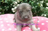 Foxy's Mr. Eucalyptus Spearmint, a male German Shepherd Dog for sale in Piedmont, MO – Photo 3 of 6