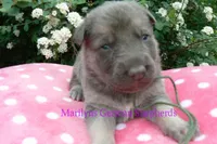 Foxy's Mr. Eucalyptus Spearmint, a male German Shepherd Dog for sale in Piedmont, MO – Photo 2 of 6