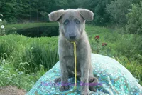 Ice Princess's Miss Honolulu Sun, a female German Shepherd Dog for sale in Piedmont, MO – 3 of 7