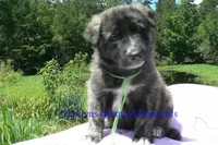 Ice Princess's Mr. Cucumber Melon, a male German Shepherd Dog for sale in Piedmont, MO – 2 of 4