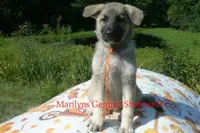 Strawberry's Miss Pumpkin Pecan Waffles, a female German Shepherd Dog for sale in Piedmont, MO – 3 of 7
