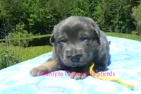 Snickerdoodle's Miss Banana Cream Latte, a female German Shepherd Dog for sale in Piedmont, MO – 5 of 5