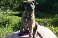 Lakeside Morning's Miss Coastal Cottage, a female German Shepherd Dog for sale in Piedmont, MO – 1 of 6