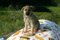 Enchantress's Mr. Fall Flannel, a male German Shepherd Dog for sale in Piedmont, MO – 6 of 6