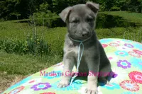 Foxy's Mr. Saltwater Breeze, a male German Shepherd Dog for sale in Piedmont, MO – 6 of 6