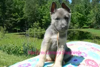 Foxy's Mr. Campfire Marshmallows, a male German Shepherd Dog for sale in Piedmont, MO – 2 of 6