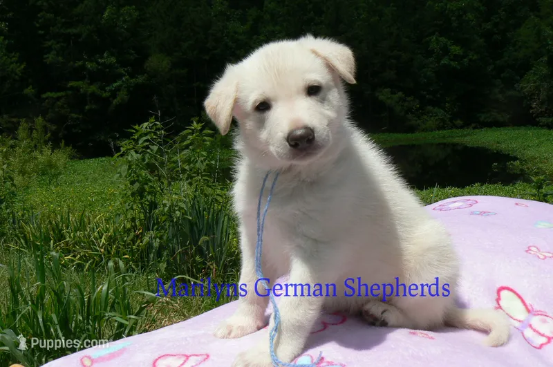Ice Princess's Mr. Hibiscus Waterfalls – German Shepherd Dog puppy for sale in Piedmont, MO