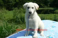 Lakeside Morning's Mr. Sea Salt Coast, a male German Shepherd Dog for sale in Piedmont, MO – 5 of 6