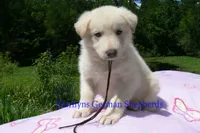 Ice Princess's Mr. Brown Sugar & Fig, a male German Shepherd Dog for sale in Piedmont, MO – 4 of 4