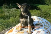 Enchantress's Mr. White Pine Lake, a male German Shepherd Dog for sale in Piedmont, MO – 5 of 6