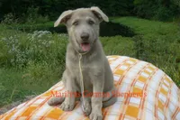 Sapphire's Miss Corn Maze Craze, a female German Shepherd Dog for sale in Piedmont, MO – 6 of 6