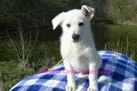 Miami's Mr. Backyard Honeysuckle, a male German Shepherd Dog for sale in Piedmont, MO – Photo 5 of 6