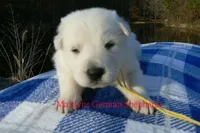 Miami's Mr. Backyard Honeysuckle, a male German Shepherd Dog for sale in Piedmont, MO – Photo 2 of 6