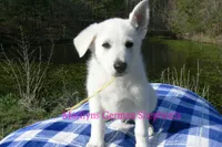 Miami's Mr. Backyard Honeysuckle, a male German Shepherd Dog for sale in Piedmont, MO – Photo 2 of 6