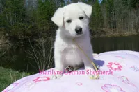 Miami's Mr. Backyard Honeysuckle, a male German Shepherd Dog for sale in Piedmont, MO – Photo 3 of 6