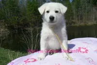 Miami's Mr. Backyard Honeysuckle, a male German Shepherd Dog for sale in Piedmont, MO – Photo 4 of 6