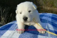 Miami's Mr. Backyard Honeysuckle, a male German Shepherd Dog for sale in Piedmont, MO – Photo 4 of 6