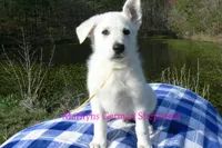 Miami's Mr. Backyard Honeysuckle, a male German Shepherd Dog for sale in Piedmont, MO – Photo 4 of 6