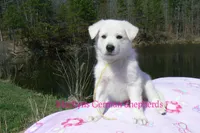 Miami's Mr. Backyard Honeysuckle, a male German Shepherd Dog for sale in Piedmont, MO – Photo 6 of 6