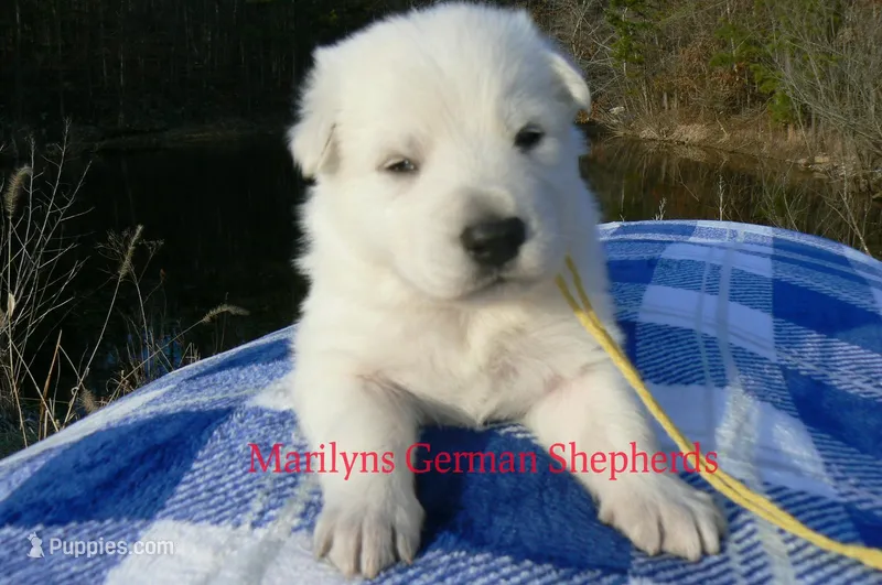 Miami's Mr. Backyard Honeysuckle