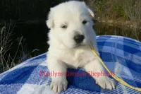 Miami's Mr. Backyard Honeysuckle, a male German Shepherd Dog for sale in Piedmont, MO – Photo 1 of 6