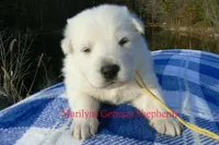 Miami's Mr. Backyard Honeysuckle, a male German Shepherd Dog for sale in Piedmont, MO – Photo 5 of 6