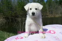 Miami's Mr. Backyard Honeysuckle, a male German Shepherd Dog for sale in Piedmont, MO – Photo 1 of 6