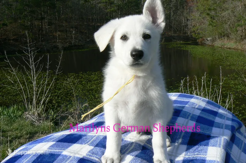 Miami's Mr. Backyard Honeysuckle – German Shepherd Dog puppy for sale in Piedmont, MO
