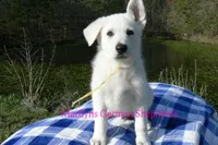 Miami's Mr. Backyard Honeysuckle, a male German Shepherd Dog for sale in Piedmont, MO – Photo 1 of 6