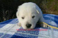 Miami's Mr. Backyard Honeysuckle, a male German Shepherd Dog for sale in Piedmont, MO – Photo 3 of 6