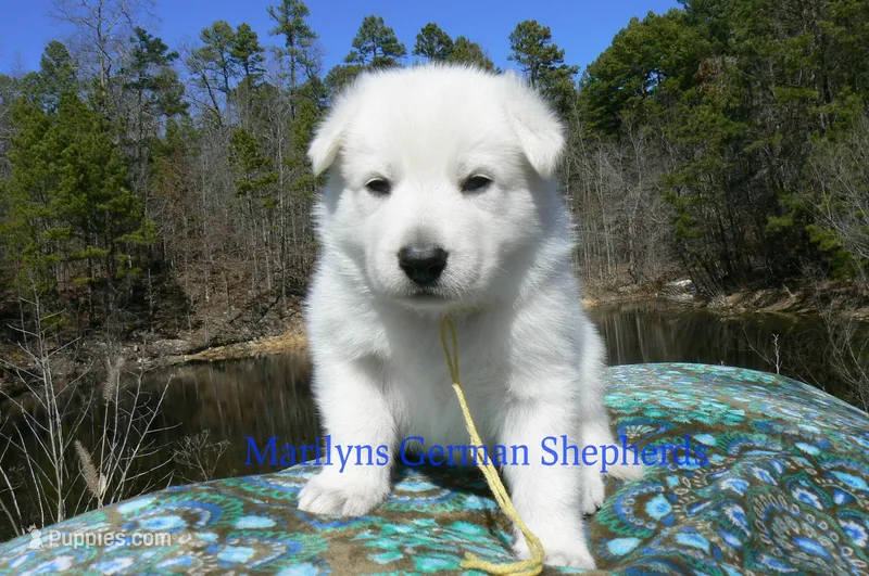 Miami's Mr. Backyard Honeysuckle