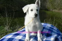 Miami's Mr. Backyard Honeysuckle, a male German Shepherd Dog for sale in Piedmont, MO – Photo 3 of 6