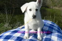 Miami's Mr. Backyard Honeysuckle, a male German Shepherd Dog for sale in Piedmont, MO – Photo 6 of 6