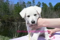 Miami's Mr. Backyard Honeysuckle, a male German Shepherd Dog for sale in Piedmont, MO – Photo 2 of 6