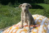 Sapphire's Miss Amber Vanilla, a female German Shepherd Dog for sale in Piedmont, MO – 4 of 6