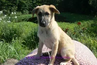 Lakeside Morning's Miss Sugar Cone Crunch, a female German Shepherd Dog for sale in Piedmont, MO – 5 of 6
