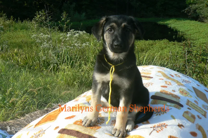 Enchantress's Miss Sunshine and Lemons – German Shepherd Dog puppy for sale in Piedmont, MO