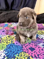 Saffron's Mr. Spiced Orange, a male German Shepherd Dog for sale in Piedmont, MO – 10 of 10