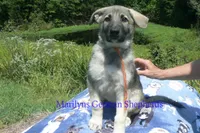 Strawberry's Miss Pumpkin Pecan Waffles, a female German Shepherd Dog for sale in Piedmont, MO – 5 of 6