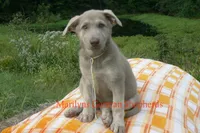 Sapphire's Miss Corn Maze Craze, a female German Shepherd Dog for sale in Piedmont, MO – 2 of 6