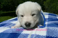 Lakeside Morning's Mr. Sea Salt Coast, a male German Shepherd Dog for sale in Piedmont, MO – 6 of 6